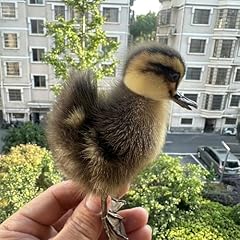 Cezuic taxidermy stuffed for sale  Delivered anywhere in USA 