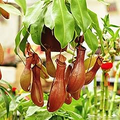 Benoon semi nepenthes for sale  Delivered anywhere in UK