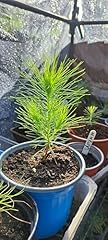 Mexican weeping pine for sale  Delivered anywhere in UK