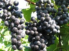 Vitis vinifera regent gebraucht kaufen  Wird an jeden Ort in Deutschland