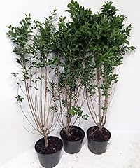 Potted green privet for sale  Delivered anywhere in UK