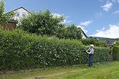 10st liguster valifolium gebraucht kaufen  Wird an jeden Ort in Deutschland