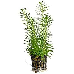 Pogostemon erectus beautiful for sale  Delivered anywhere in UK