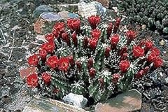 Echinocereus coccineus RED RICCIO CACTUS Hardy semi!, usato usato  Spedito ovunque in Italia 