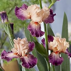 Iris germanica plants for sale  Delivered anywhere in UK