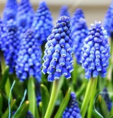Grape hyacinth flower for sale  Delivered anywhere in USA 