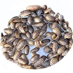 Small dubia roaches for sale  Delivered anywhere in Ireland
