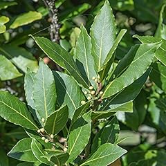 Laurus nobilis bay for sale  Delivered anywhere in UK