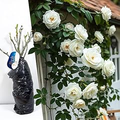 Bare root white for sale  Delivered anywhere in UK