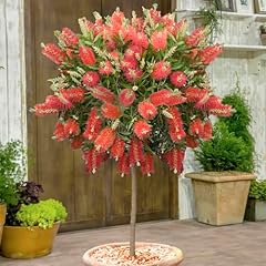 Yougarden callistemon bottlebr for sale  Delivered anywhere in UK
