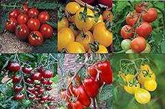 Viridis hortus tomato for sale  Delivered anywhere in UK