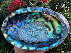 Wholesale jumbo abalone for sale  Delivered anywhere in USA 