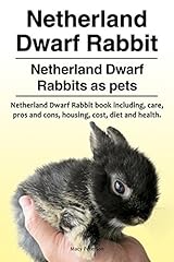Netherland dwarf rabbit. for sale  Delivered anywhere in UK