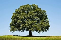 White oak tree for sale  Delivered anywhere in USA 