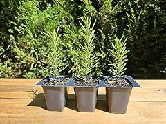 Tuscan blue rosemary for sale  Delivered anywhere in USA 
