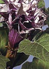 Tropica datura 12 d'occasion  Livré partout en Belgiqu