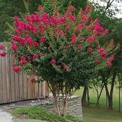 Tonto crape myrtle for sale  Delivered anywhere in USA 