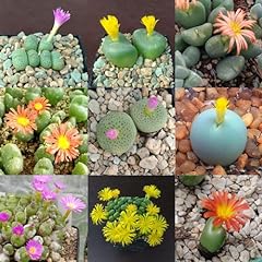Conophytum mixed seeds for sale  Delivered anywhere in UK