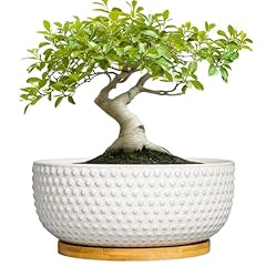 Epfamily succulent pots for sale  Delivered anywhere in USA 