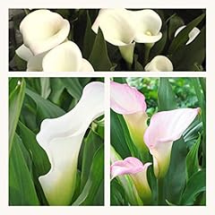 White zantedeschia crystal for sale  Delivered anywhere in UK