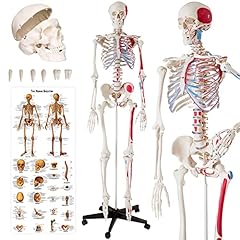 Tectake anatomie squelette d'occasion  Livré partout en Belgiqu