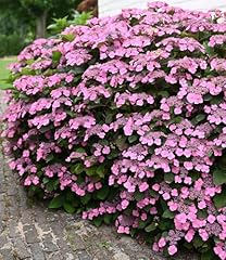 Baldur garten hortensie gebraucht kaufen  Wird an jeden Ort in Deutschland