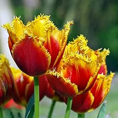 Tulpenzwiebeln winterhart mehr gebraucht kaufen  Wird an jeden Ort in Deutschland