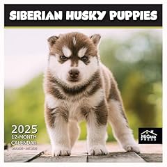Micasa press siberian for sale  Delivered anywhere in USA 