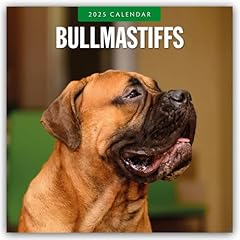 Bullmastiffs 2025 square usato  Spedito ovunque in Italia 
