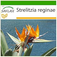 Saflax oiseau paradis d'occasion  Livré partout en France