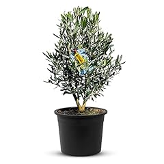 Tropictrees olivier haute d'occasion  Livré partout en France