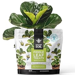 Fiddle leaf treats for sale  Delivered anywhere in USA 