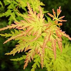 Acer palmatum seiryu d'occasion  Livré partout en France