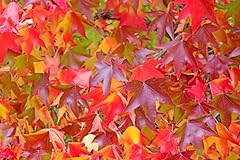 Seeds american sweetgum for sale  Delivered anywhere in USA 