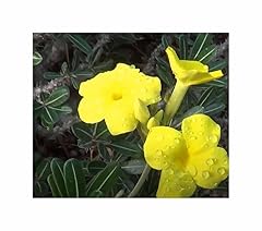 Stk 10x pachypodium gebraucht kaufen  Wird an jeden Ort in Deutschland