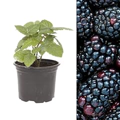 Carbeth plants blackberry for sale  Delivered anywhere in UK