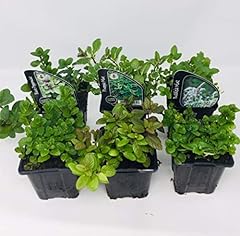 Mint herb mix for sale  Delivered anywhere in UK
