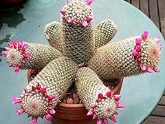 Thumb cactus seeds for sale  Delivered anywhere in USA 