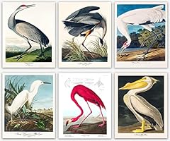 Wallbuddy audubon bird for sale  Delivered anywhere in USA 