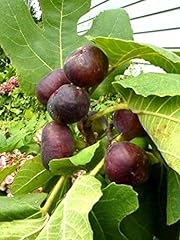 Ss0144 fig trees for sale  Delivered anywhere in USA 
