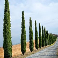 Italian cypress trees for sale  Delivered anywhere in UK