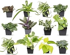 Easy grow houseplants for sale  Delivered anywhere in USA 