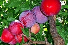 Red june plum for sale  Delivered anywhere in USA 