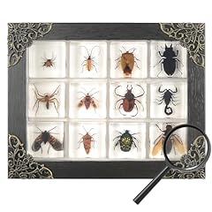 Pcs insect resin for sale  Delivered anywhere in USA 