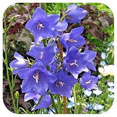 Campanula fairy bellflower for sale  Delivered anywhere in UK