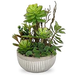 Dilatata small faux for sale  Delivered anywhere in USA 