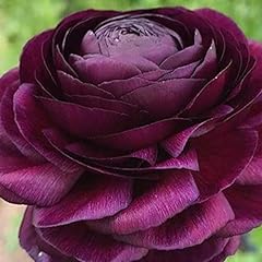Ranunculus purple flower for sale  Delivered anywhere in UK