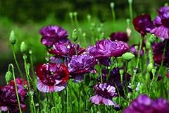 Poppy burgundy bigalow for sale  Delivered anywhere in UK