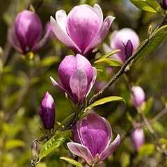 Magnolia lennei garden for sale  Delivered anywhere in UK