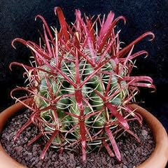 Bareroot ferocactus gracilis for sale  Delivered anywhere in USA 